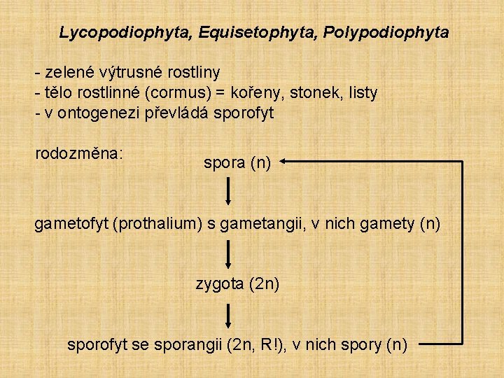 Lycopodiophyta, Equisetophyta, Polypodiophyta - zelené výtrusné rostliny - tělo rostlinné (cormus) = kořeny, stonek,