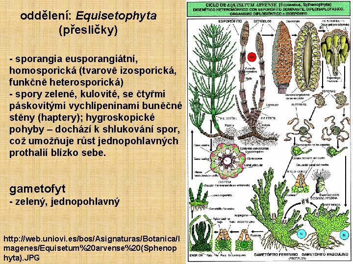 oddělení: Equisetophyta (přesličky) - sporangia eusporangiátní, homosporická (tvarově izosporická, funkčně heterosporická) - spory zelené,