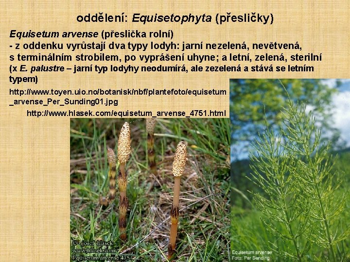 oddělení: Equisetophyta (přesličky) Equisetum arvense (přeslička rolní) - z oddenku vyrůstají dva typy lodyh: