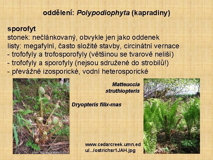 oddělení: Polypodiophyta (kapradiny) sporofyt stonek: nečlánkovaný, obvykle jen jako oddenek listy: megafylní, často složité