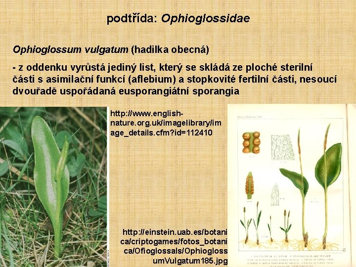 podtřída: Ophioglossidae Ophioglossum vulgatum (hadilka obecná) - z oddenku vyrůstá jediný list, který se