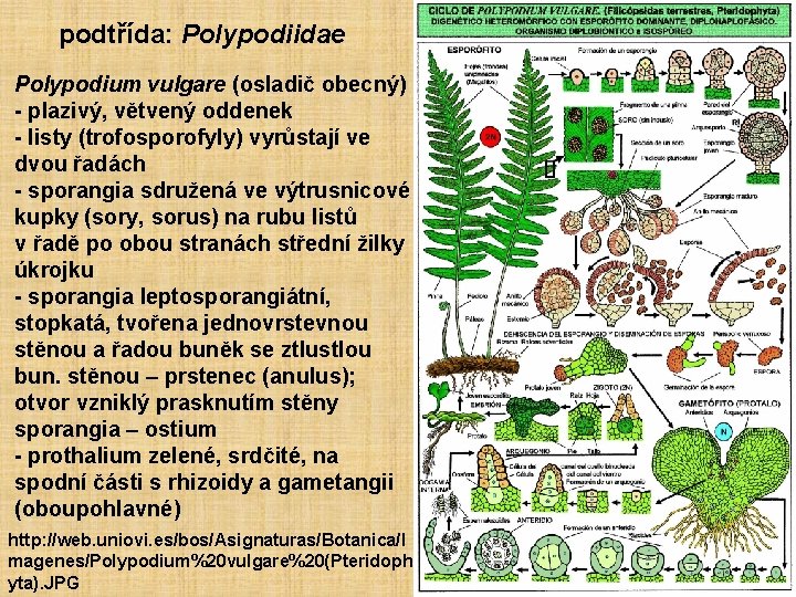 podtřída: Polypodiidae Polypodium vulgare (osladič obecný) - plazivý, větvený oddenek - listy (trofosporofyly) vyrůstají