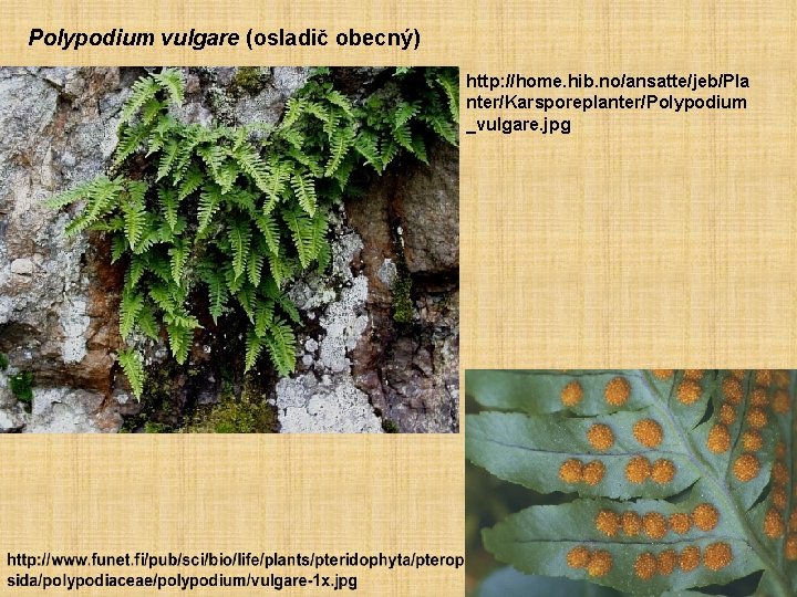 Polypodium vulgare (osladič obecný) http: //home. hib. no/ansatte/jeb/Pla nter/Karsporeplanter/Polypodium _vulgare. jpg 