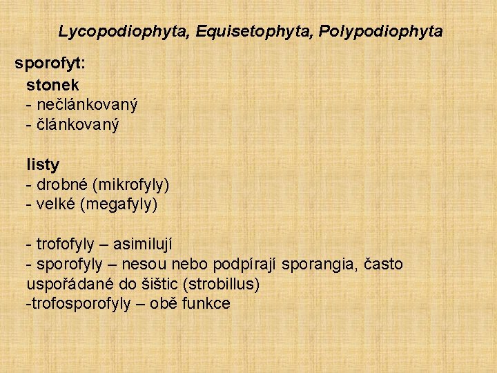 Lycopodiophyta, Equisetophyta, Polypodiophyta sporofyt: stonek - nečlánkovaný - článkovaný listy - drobné (mikrofyly) -