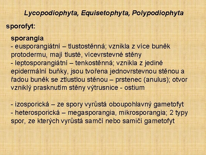 Lycopodiophyta, Equisetophyta, Polypodiophyta sporofyt: sporangia - eusporangiátní – tlustostěnná; vznikla z více buněk protodermu,