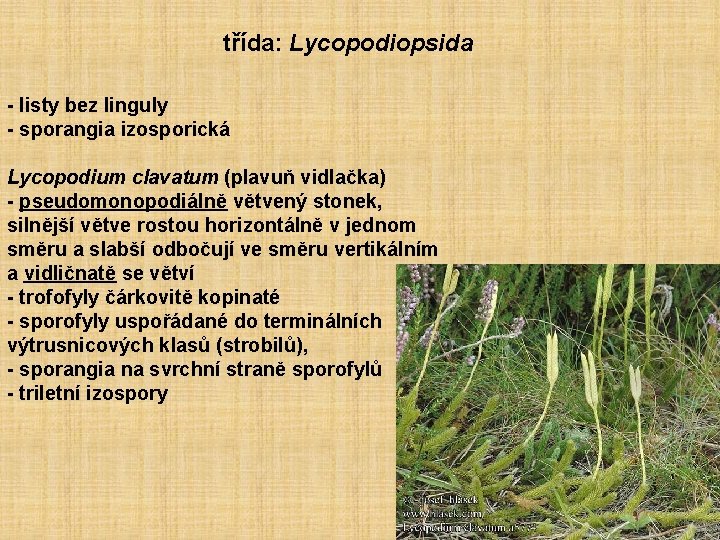 třída: Lycopodiopsida - listy bez linguly - sporangia izosporická Lycopodium clavatum (plavuň vidlačka) -