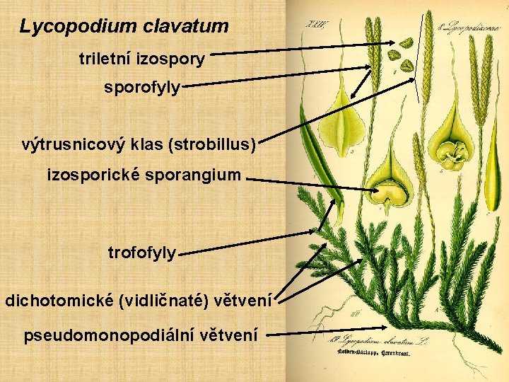 Lycopodium clavatum triletní izospory sporofyly výtrusnicový klas (strobillus) izosporické sporangium trofofyly dichotomické (vidličnaté) větvení