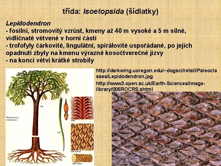 třída: Isoetopsida (šídlatky) Lepidodendron - fosilní, stromovitý vzrůst, kmeny až 40 m vysoké a