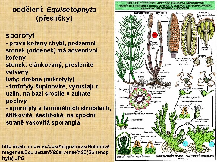 oddělení: Equisetophyta (přesličky) sporofyt - pravé kořeny chybí, podzemní stonek (oddenek) má adventivní kořeny