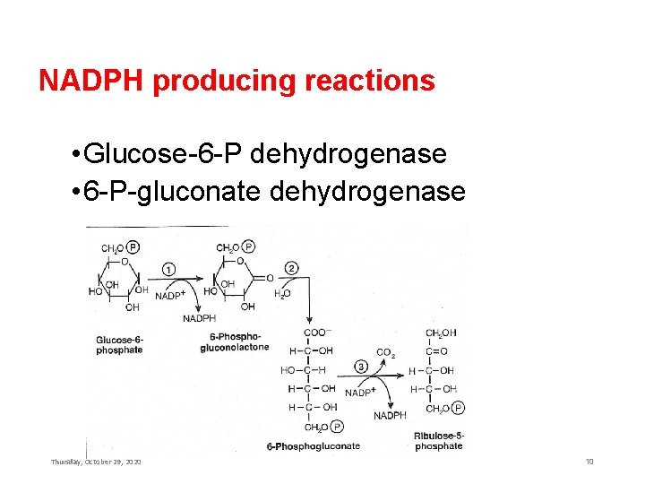 NADPH producing reactions • Glucose-6 -P dehydrogenase • 6 -P-gluconate dehydrogenase Thursday, October 29,