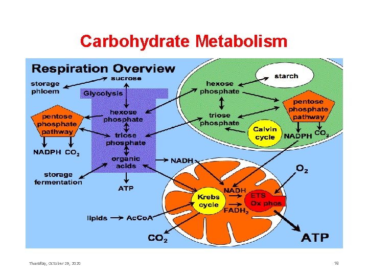 Carbohydrate Metabolism Thursday, October 29, 2020 19 