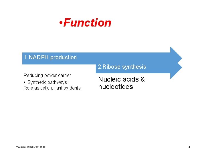  • Function 1. NADPH production 2. Ribose synthesis Reducing power carrier • Synthetic