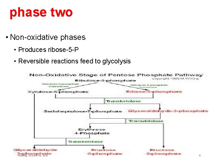 phase two • Non-oxidative phases • Produces ribose-5 -P • Reversible reactions feed to