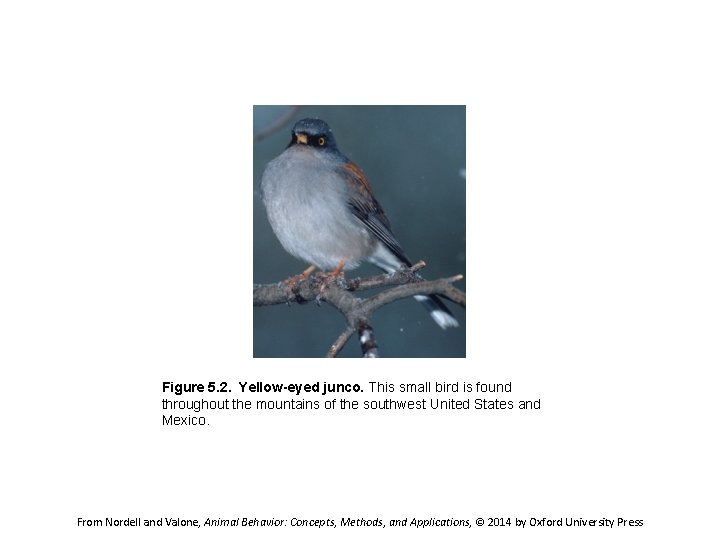 Figure 5. 2.  Yellow-eyed junco. This small bird is found throughout the mountains of