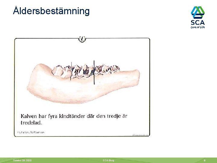 Åldersbestämning October 29, 2020 SCA Skog 8 