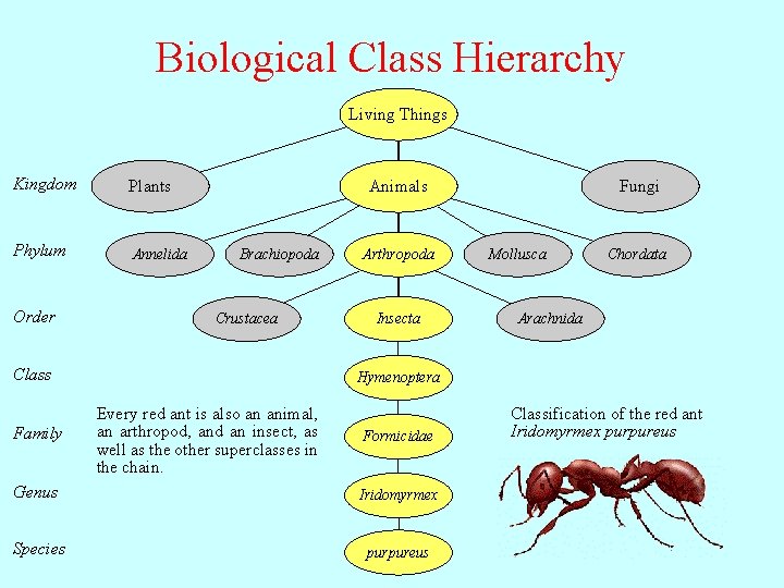 Biological Class Hierarchy Living Things Kingdom Plants Phylum Annelida Order Animals Brachiopoda Crustacea Class