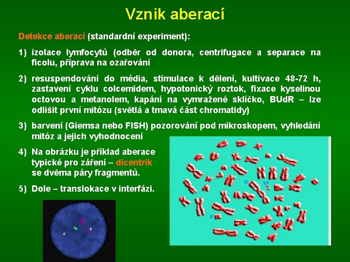 Vznik aberací Detekce aberací (standardní experiment): 1) izolace lymfocytů (odběr od donora, centrifugace a