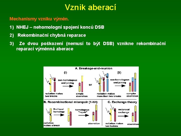 Vznik aberací Mechanismy vzniku výměn. 1) NHEJ – nehomologní spojení konců DSB 2) Rekombinační