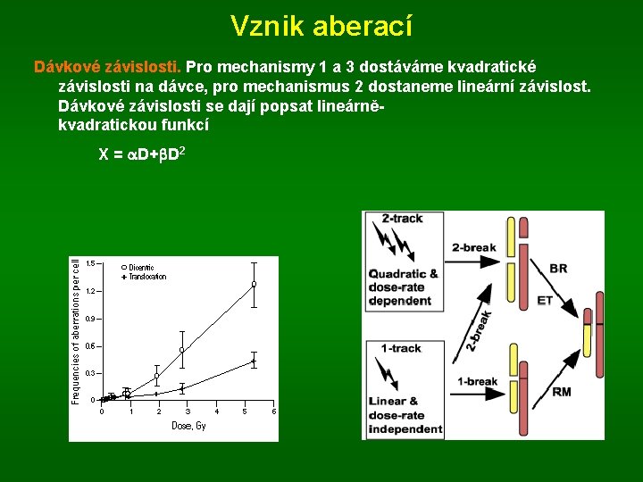 Vznik aberací Dávkové závislosti. Pro mechanismy 1 a 3 dostáváme kvadratické závislosti na dávce,