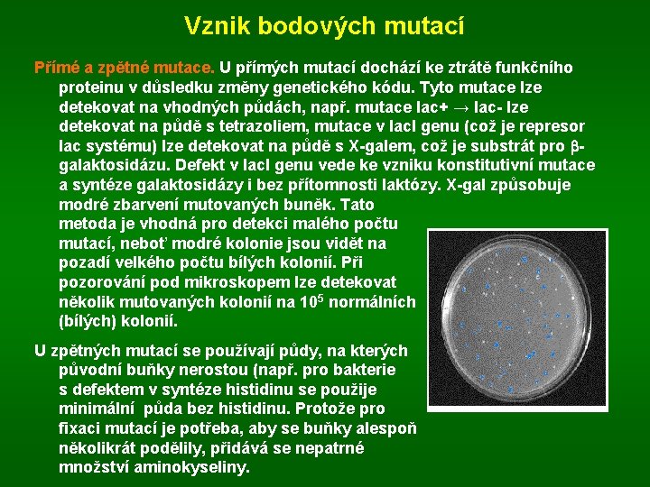 Vznik bodových mutací Přímé a zpětné mutace. U přímých mutací dochází ke ztrátě funkčního Vznik bodových mutací Přímé a zpětné mutace. U přímých mutací dochází ke ztrátě funkčního
