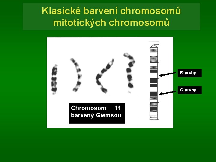 Klasické barvení chromosomů mitotických chromosomů R-pruhy G-pruhy Chromosom 11 barvený Giemsou 