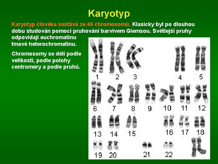 Karyotyp člověka sestává ze 46 chromosomů. Klasicky byl po dlouhou dobu studován pomocí pruhování