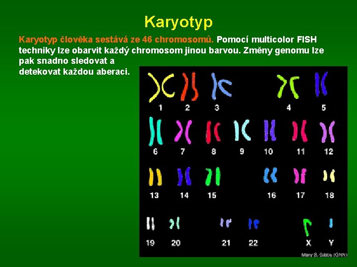 Karyotyp člověka sestává ze 46 chromosomů. Pomocí multicolor FISH techniky lze obarvit každý chromosom