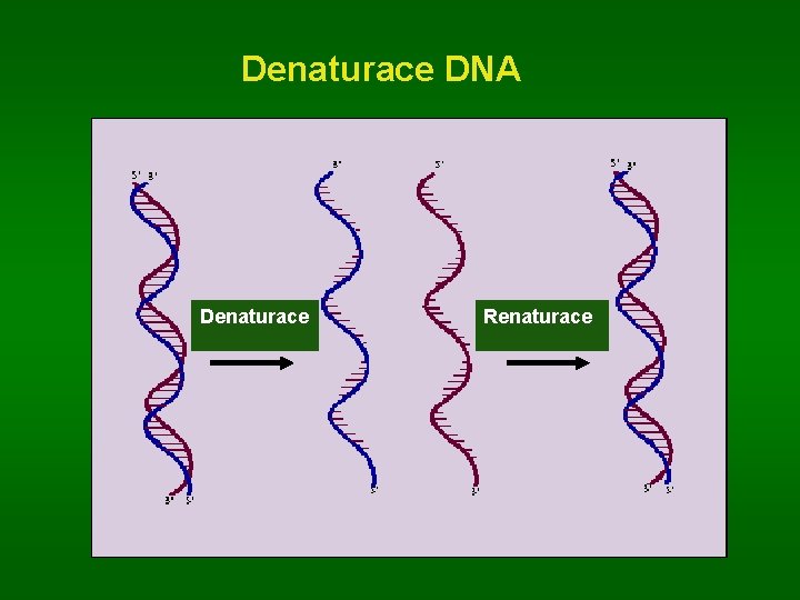 Denaturace DNA Denaturace Renaturace 