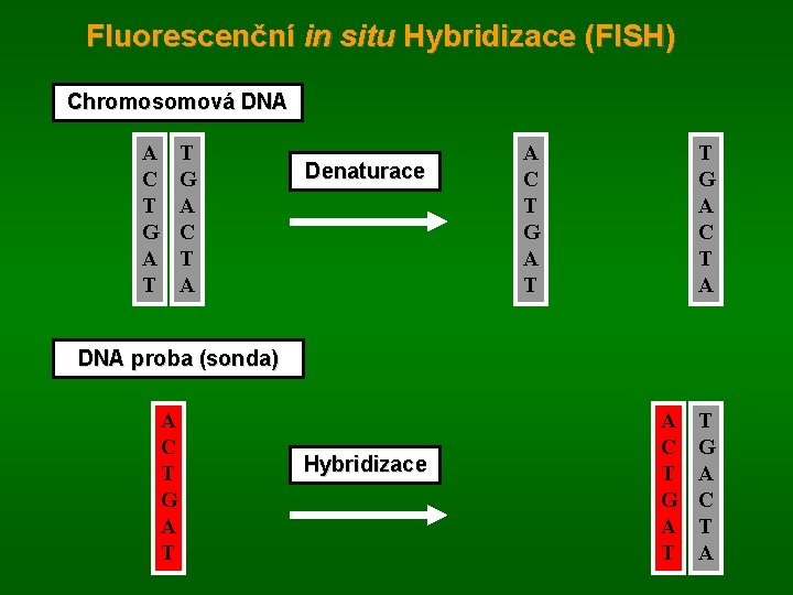 Fluorescenční in situ Hybridizace (FISH) Chromosomová DNA A C T G A T T