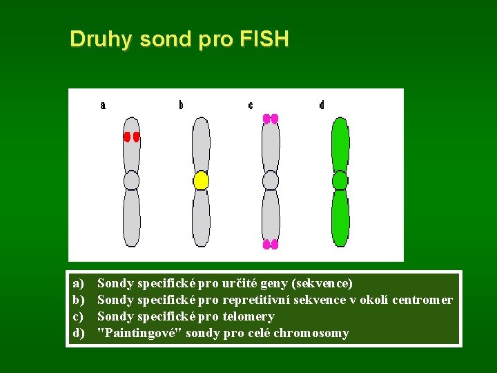 Druhy sond pro FISH a) b) c) d) Sondy specifické pro určité geny (sekvence)