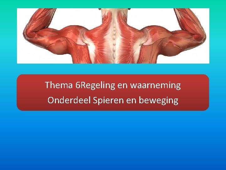 Thema 6 Regeling en waarneming Onderdeel Spieren en beweging 