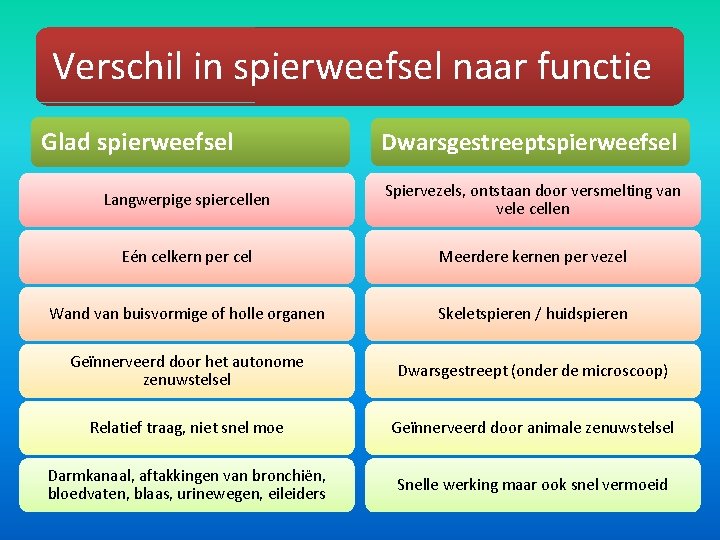 Verschil in spierweefsel naar functie Glad spierweefsel Dwarsgestreeptspierweefsel Langwerpige spiercellen Spiervezels, ontstaan door versmelting