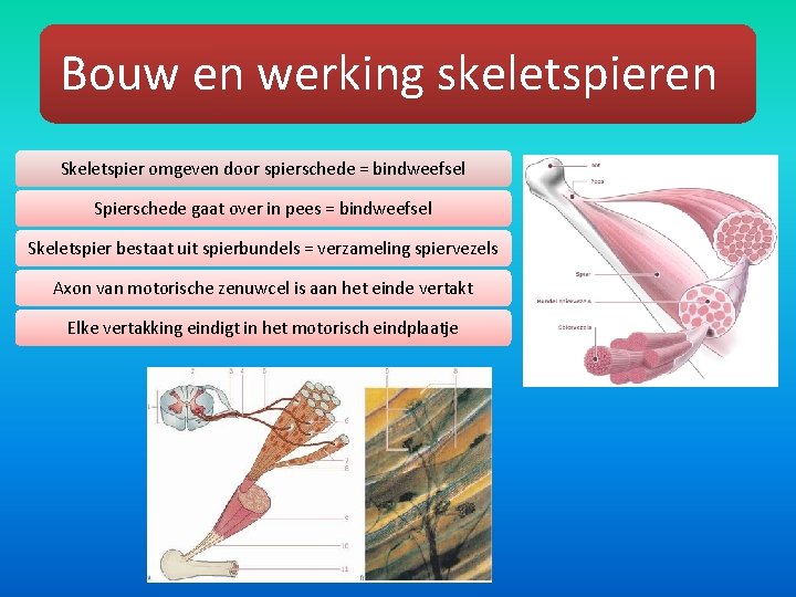 Bouw en werking skeletspieren Skeletspier omgeven door spierschede = bindweefsel Spierschede gaat over in