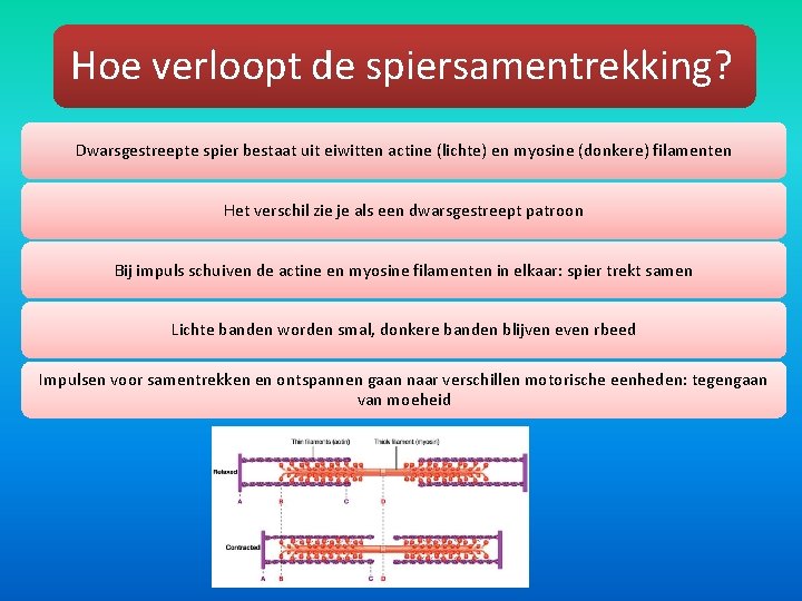 Hoe verloopt de spiersamentrekking? Dwarsgestreepte spier bestaat uit eiwitten actine (lichte) en myosine (donkere)