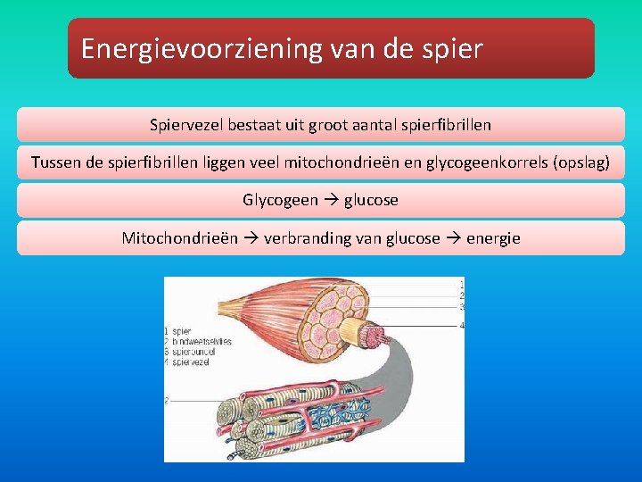 Energievoorziening van de spier Spiervezel bestaat uit groot aantal spierfibrillen Tussen de spierfibrillen liggen