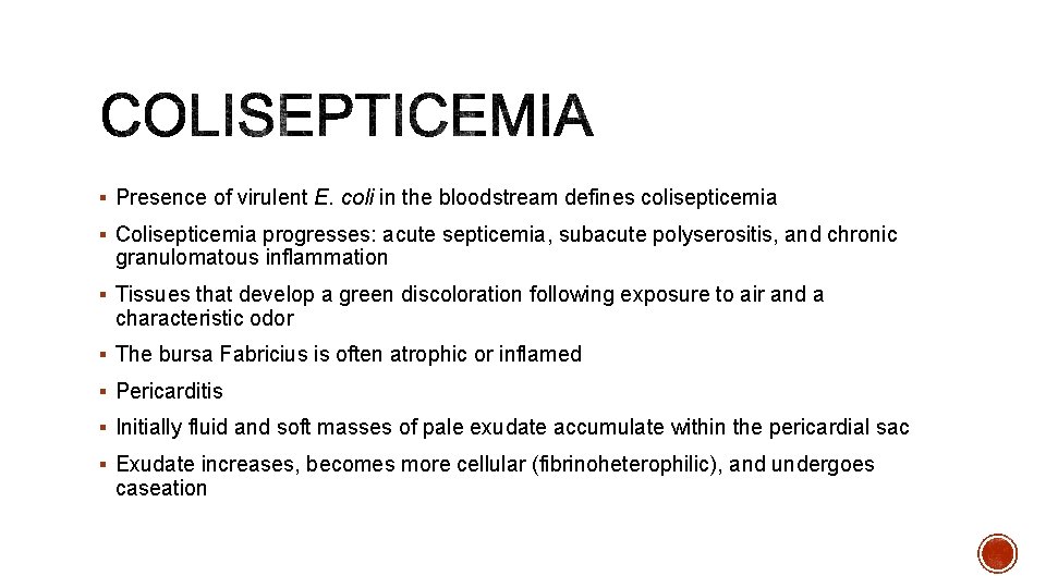 § Presence of virulent E. coli in the bloodstream defines colisepticemia § Colisepticemia progresses: