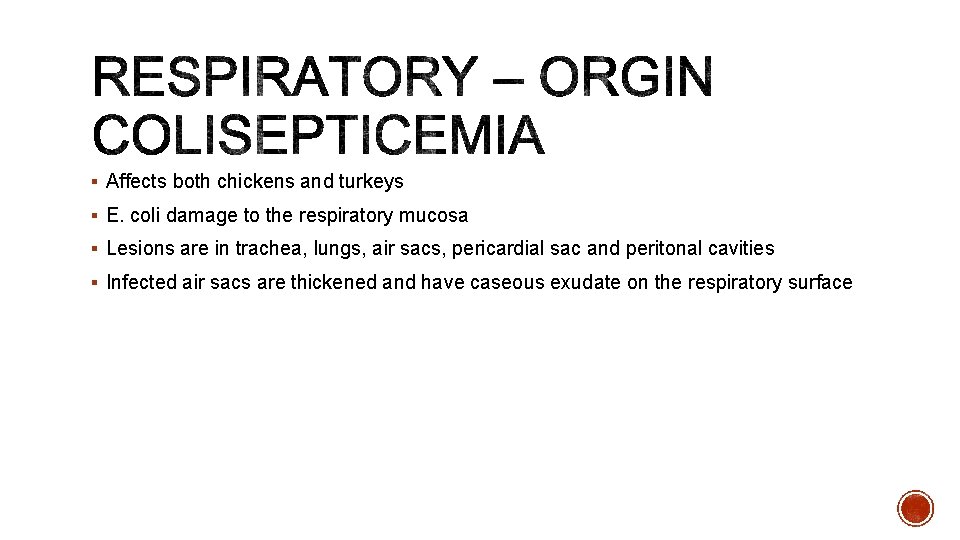 § Affects both chickens and turkeys § E. coli damage to the respiratory mucosa