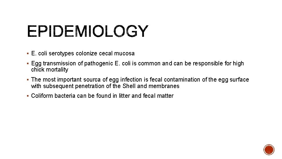 § E. coli serotypes colonize cecal mucosa § Egg transmission of pathogenic E. coli