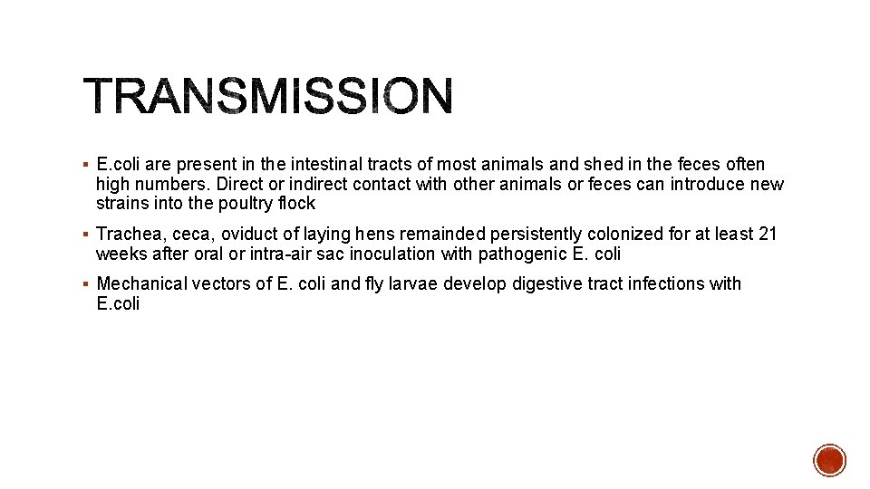 § E. coli are present in the intestinal tracts of most animals and shed
