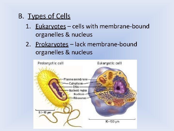 B. Types of Cells 1. Eukaryotes – cells with membrane-bound organelles & nucleus 2. B. Types of Cells 1. Eukaryotes – cells with membrane-bound organelles & nucleus 2.