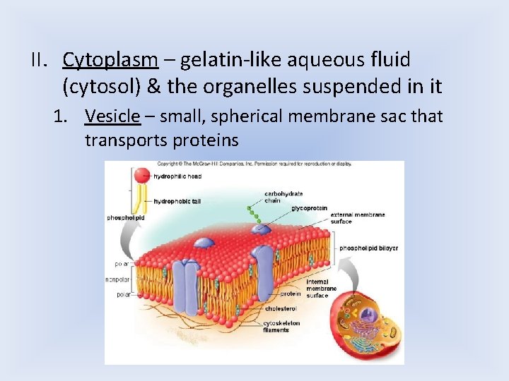 II. Cytoplasm – gelatin-like aqueous fluid (cytosol) & the organelles suspended in it 1. II. Cytoplasm – gelatin-like aqueous fluid (cytosol) & the organelles suspended in it 1.