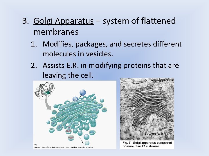 B. Golgi Apparatus – system of flattened membranes 1. Modifies, packages, and secretes different B. Golgi Apparatus – system of flattened membranes 1. Modifies, packages, and secretes different