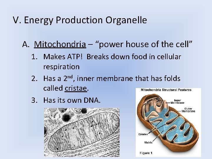 V. Energy Production Organelle A. Mitochondria – “power house of the cell” 1. Makes V. Energy Production Organelle A. Mitochondria – “power house of the cell” 1. Makes