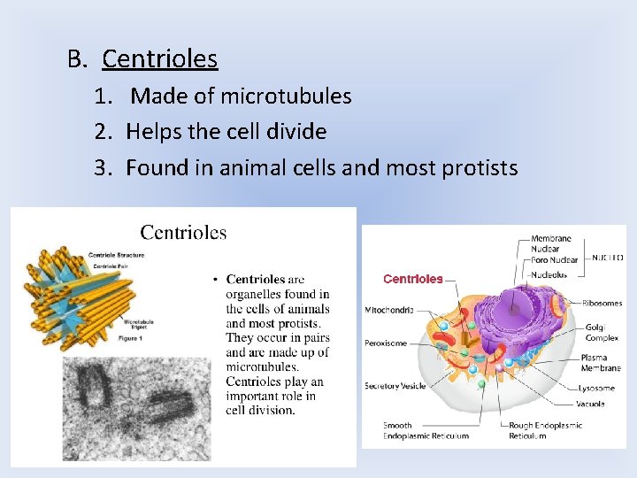 B. Centrioles 1. Made of microtubules 2. Helps the cell divide 3. Found in B. Centrioles 1. Made of microtubules 2. Helps the cell divide 3. Found in