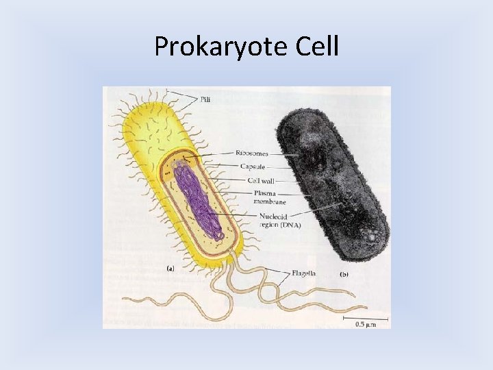 Prokaryote Cell Prokaryote Cell