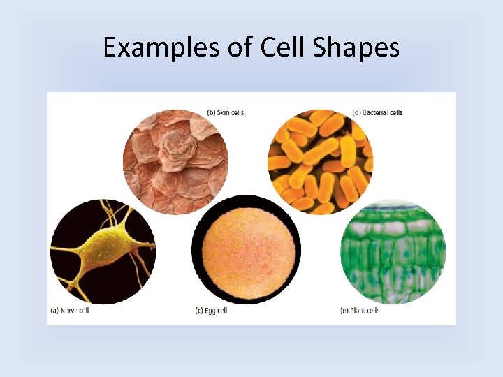 Examples of Cell Shapes Examples of Cell Shapes