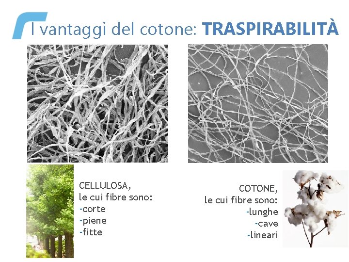 I vantaggi del cotone: TRASPIRABILITÀ CELLULOSA, le cui fibre sono: -corte -piene -fitte COTONE,