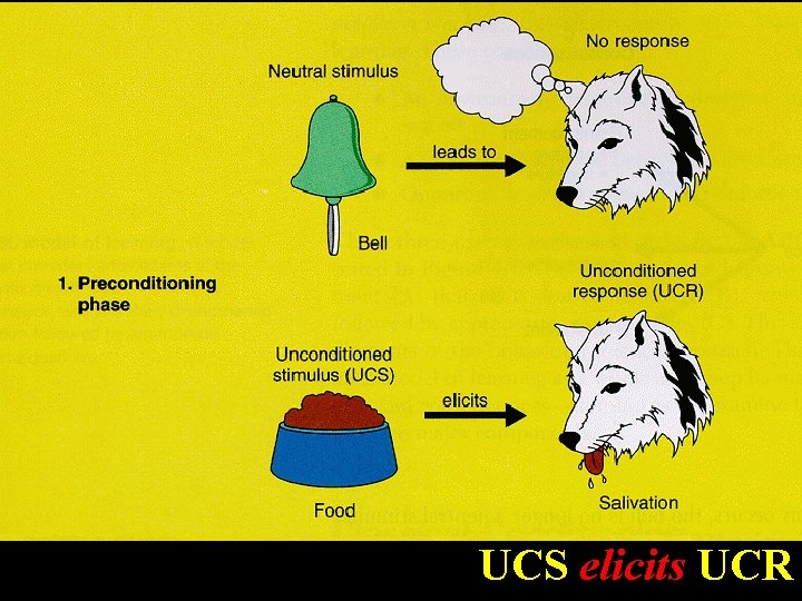 UCS elicits UCR 