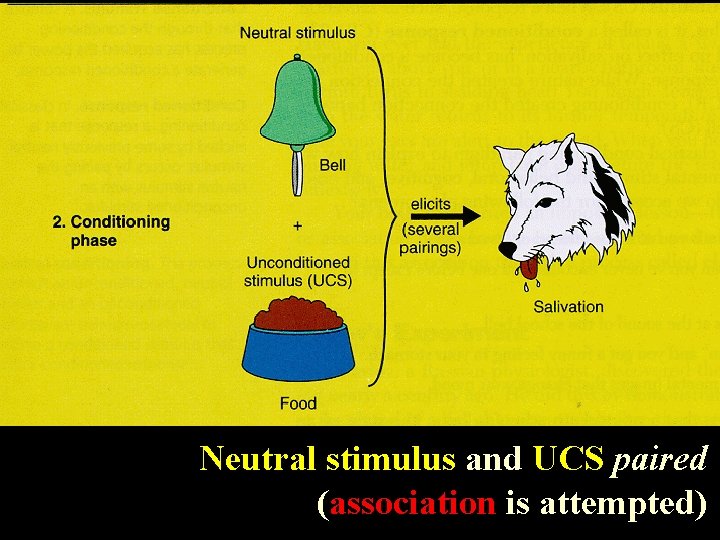 Neutral stimulus and UCS paired (association is attempted) 