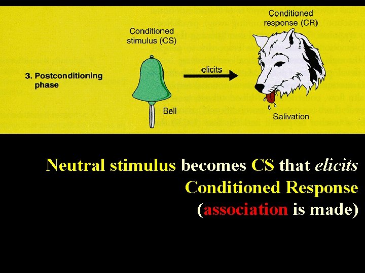 Neutral stimulus becomes CS that elicits Conditioned Response (association is made) 